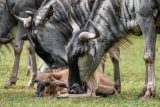 Safari Park Dvůr Králové - pakoně modří v Africkém safari