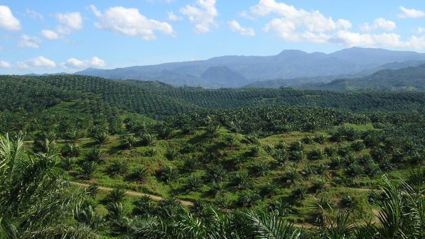 Plantáž na palmový olej v Indonésii