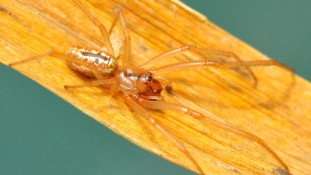 Jméno snovačka moravská (Enoplognatha bryjai) dostal nový druh pavouka popsaný Milanem Řezáčem z Výzkumného ústavu rostlinné výroby v Praze-Ruzyni. Pavouk se vyskytuje vzácně na jižní Moravě