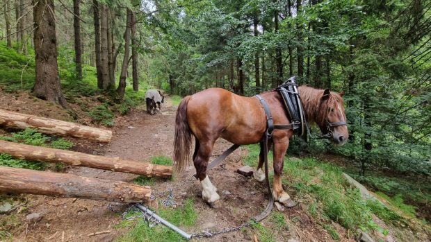 Stahování dřeva z těžko přístupných míst pomocí koní patří k profesím, o které není velký zájem