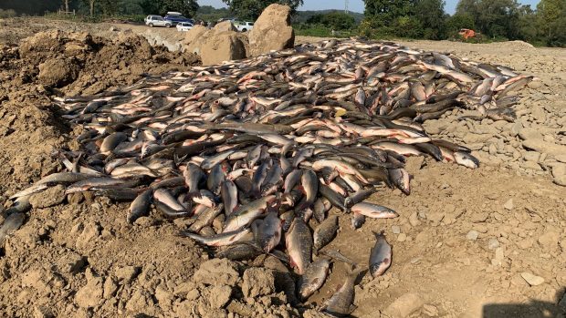Několik desítek tun ryb uhynulých v řece Bečvě otrávily kyanidy