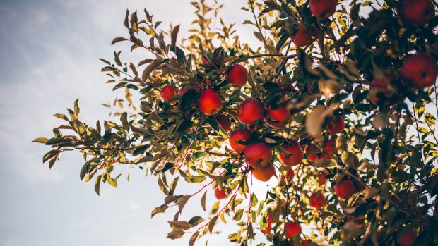 Čeští ovocnáři budou chtít více kontrol jablek z Polska. (Ilustrační snímek)