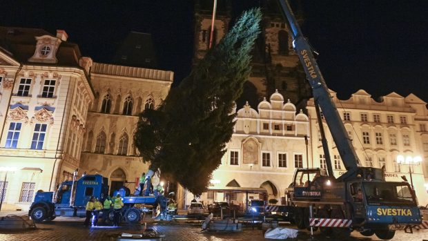 Zhruba 22 metrů vysoký smrk ztepilý museli technici na náměstí ještě bezpečně upevnit. Pak zbývá navěsit ozdoby a strom se může rozsvítit