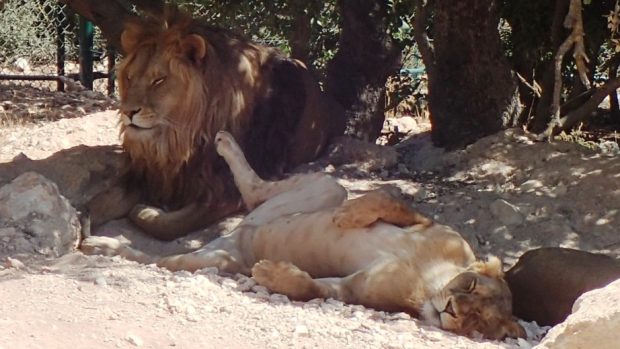 Lvům, tygrům i medvědům je v rezervaci v Jordánsku lépe než na bojištích v Iráku a Sýrii