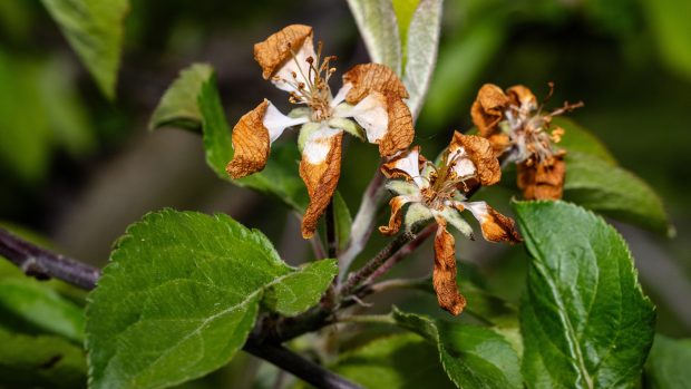 Mrazem poničené květy jabloně v sadech na Jičínsku