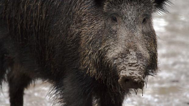 Divoká prasata na Zlínsku ohrožuje Africký mor. (Ilustrační foto)