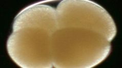 Embryo v raném stádiu