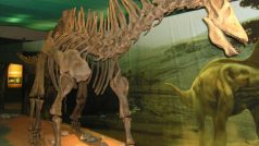 Model kostry amargasaura na výstavě Příběh planety Země
