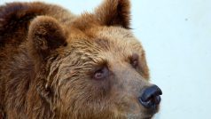 Medvěd, ilustrační foto