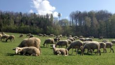 200 ovcí uprostřed zelených hor je jako vystřižených z propagačního katalogu
