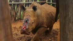 Nosorožci jsou v ohrožení právě kvůli svým rohům. Patří pod nejpřísnější ochranu úmluvy CITES, obchod s nosorožčími rohy je zakázán. Stávají se tak obětí pytláků.