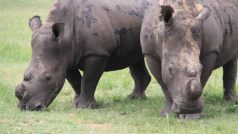 Pytláci nosorožci poté, co ho postřelili, sekerami vysekali oba rohy a jejich konce ještě vybrali ostrými háky.