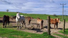 Farma Rolinka slouží jako domov pro staré a týrané koně