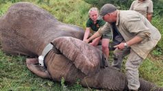 Česko-africký tým vědců nasazuje obojek jednomu ze slonů