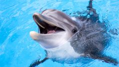 Díky delfínům bychom jednou mohli mít účinějšší léky