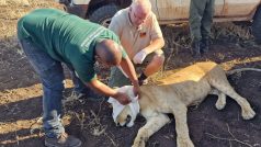 Odborníci ze safari parku a NP Mkomazi vybavili tři africké lvy obojky