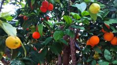 Základní strom je divoký pomeranč, do kterého pan José postupně narouboval mandarinku, dva druhy sladkých pomerančů a citron