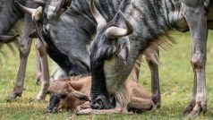 Safari Park Dvůr Králové - pakoně modří v Africkém safari