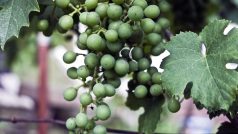 Vinohrad v Mutěnicích u Hodonína a ještě zelené víno