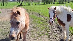 Na farmě Rolinka v Křižanech se starají o nemocné nebo přestárlé koně
