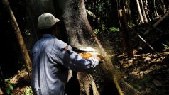 Archivní snímek kácení stromů v brazilské oblasti Itaituba z roku 2017