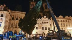 Zhruba 22 metrů vysoký smrk ztepilý museli technici na náměstí ještě bezpečně upevnit. Pak zbývá navěsit ozdoby a strom se může rozsvítit