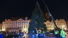 V noci z 22. na 23. listopadu byl na Staroměstské náměstí v Praze převezen vánoční strom