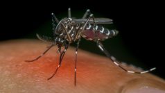 Komár druhu Aedes, který přenáší virus způsobující horečku dengue
