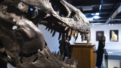 Kostra Tyranosaura Rexe ‚Trinity’ na aukci v Curychu