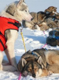 Finnmarkslopet - závody psích spřežení
