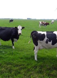 Pasoucí se krávy u větrných elektráren v Belgii