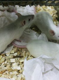 Bílé myši