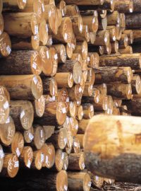 Dřevo - kulatina