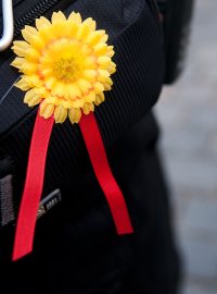 Žluté květy jako symbol Českého dne proti rakovině