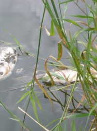 Uhynulé ryby - Tolstolobik bílý