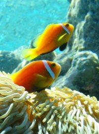 Klauni, korálové ryby (Amphiprion nigripes)
