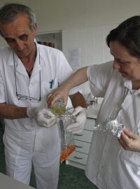 Testování zeleniny v brněnské laboratoři.