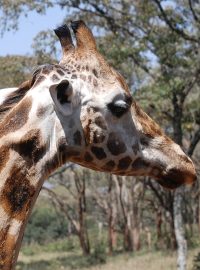 Žirafa Rothschildova patří mezi ohrožený druh