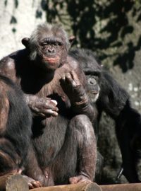Rodinka šimpanzů, ilustrační foto