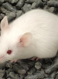 Laboratorní myš, ilustrační foto