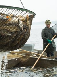 Třeboňští rybáři zahájili výlov největšího českého rybníka Rožmberka