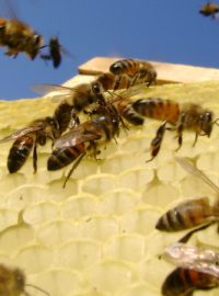 Včely (Ilustrační foto).