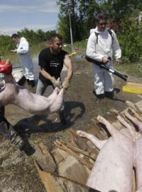 Veterinář dezinfikuje uhynulá prasata (Bosna a Hercegovina, záplavy)