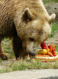 Medvěd Méďa na zámku v Zákupech dostal narozeninový dort