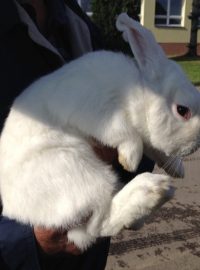 Moravský bílý hnědooký králík