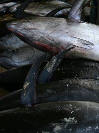 „Zařízneme tuňáky, aby netrpěli a abychom dosáhli maximální kvality. Když jsou totiž vystrašení, vypouštějí látku, která poškozuje jejich maso,“ vysvětluje rybář