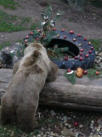 Medvěd se láduje vánočkou