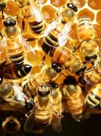 Včelstvo (ilustrační foto)