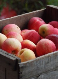 Nasbíraná jablka, ovoce (ilustrační foto)