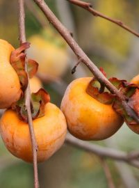 Místo pomerančů se u Valencie bude pěstovat kaki (ilustrační foto)